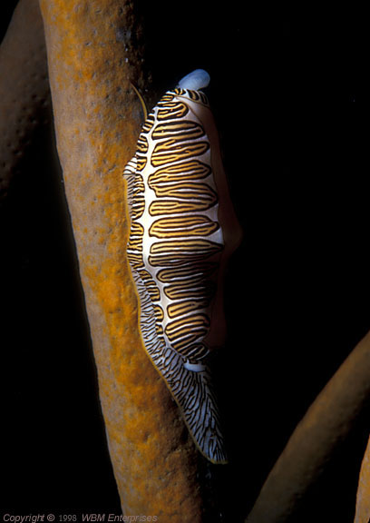 Cyphoma signatum